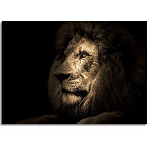 Obraz Styler Glas Animals Lion, 70 x 100 cm