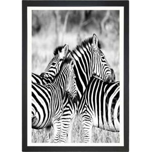 Obraz Tablo Center Zebras, 24 x 29 cm