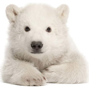 Nástěnná samolepka Dekornik Polar Bear, 58 x 55 cm