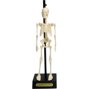 Model kostry Rex London Anatomical