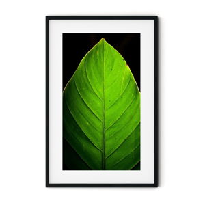 Plakát v rámu Insigne Leaf, 70 x 110 cm