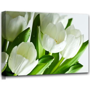 Obraz Styler Canvas White Tulips, 60 x 80 cm