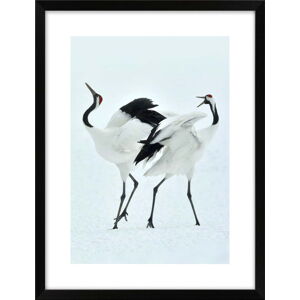 Plakát 30x40 cm Dancing Herons – knor