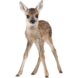 Nástěnná samolepka Dekornik Deer Lucy, 55 x 88 cm