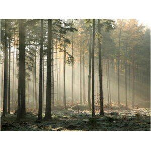 Velkoformátová tapeta Artgeist Foggy November Morning, 200 x 154 cm
