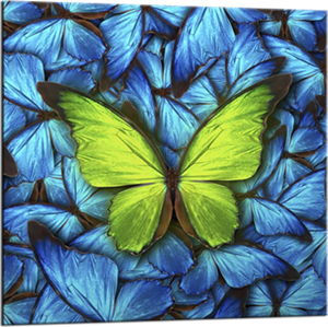 Obraz Styler Glasspik Blue Butterfly, 20 x 20 cm