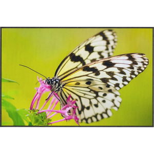 Zelený koberec Oyo home Butterfly, 80 x 140 cm